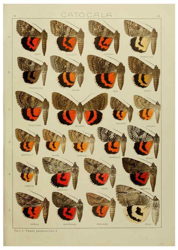 Reproducción/Reproduction 6119688075: The Macrolepidoptera of the world. v.3. plates Stuttgart,Seitz'schen (Kernen),1906-1933