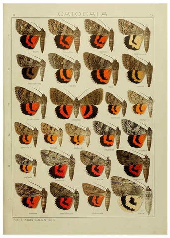 Reproducción/Reproduction 6119688075: The Macrolepidoptera of the world. v.3. plates Stuttgart,Seitz'schen (Kernen),1906-1933