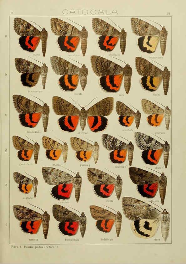Reproducción/Reproduction 6119688075: The Macrolepidoptera of the world. v.3. plates Stuttgart,Seitz'schen (Kernen),1906-1933