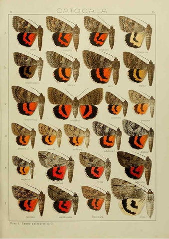 Reproducción/Reproduction 6119688075: The Macrolepidoptera of the world. v.3. plates Stuttgart,Seitz'schen (Kernen),1906-1933