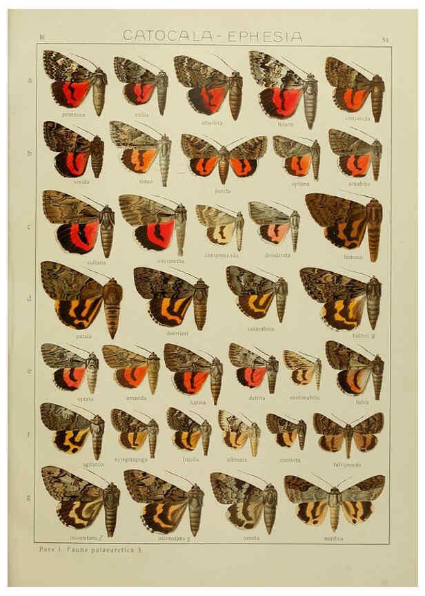 Reproducción/Reproduction 6120231782: The Macrolepidoptera of the world. v.3. plates Stuttgart,Seitz'schen (Kernen),1906-1933
