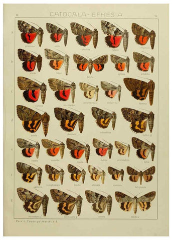 Reproducción/Reproduction 6120231782: The Macrolepidoptera of the world. v.3. plates Stuttgart,Seitz'schen (Kernen),1906-1933