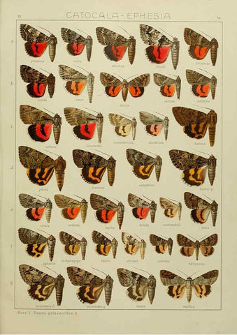 Reproducción/Reproduction 6120231782: The Macrolepidoptera of the world. v.3. plates Stuttgart,Seitz'schen (Kernen),1906-1933