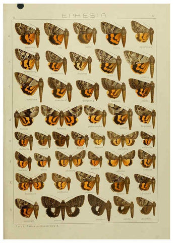 Reproducción/Reproduction 6120232000: The Macrolepidoptera of the world. v.3. plates Stuttgart,Seitz'schen (Kernen),1906-1933