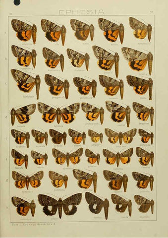Reproducción/Reproduction 6120232000: The Macrolepidoptera of the world. v.3. plates Stuttgart,Seitz'schen (Kernen),1906-1933