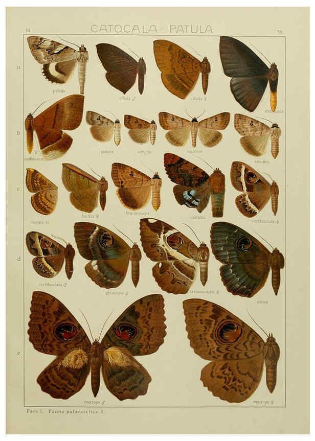 Reproducción/Reproduction 6120232164: The Macrolepidoptera of the world. v.3. plates Stuttgart,Seitz'schen (Kernen),1906-1933