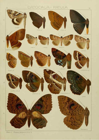 Reproducción/Reproduction 6120232164: The Macrolepidoptera of the world. v.3. plates Stuttgart,Seitz'schen (Kernen),1906-1933
