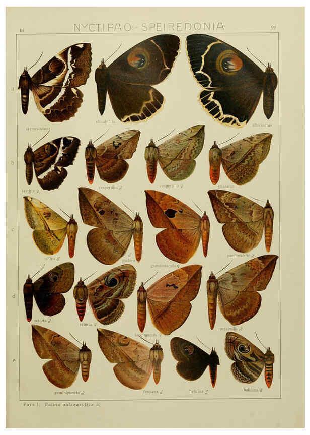 Reproducción/Reproduction 6120232380: The Macrolepidoptera of the world. v.3. plates Stuttgart,Seitz'schen (Kernen),1906-1933