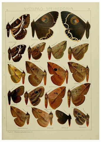 Reproducción/Reproduction 6120232380: The Macrolepidoptera of the world. v.3. plates Stuttgart,Seitz'schen (Kernen),1906-1933