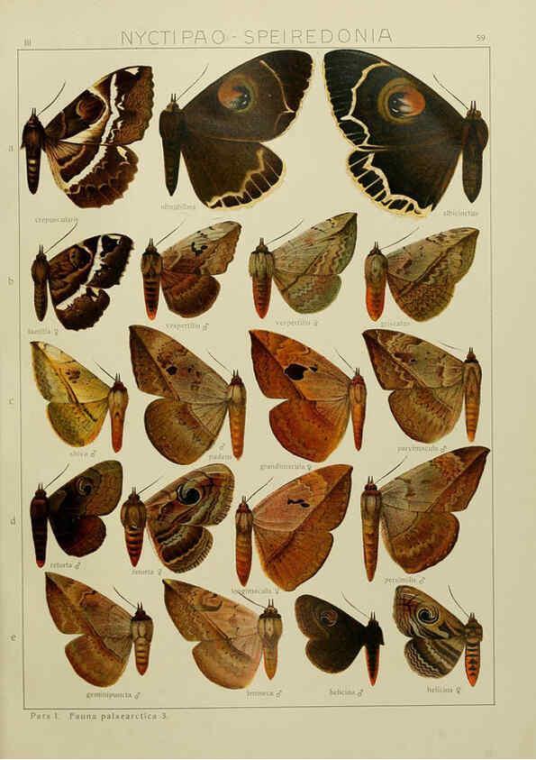 Reproducción/Reproduction 6120232380: The Macrolepidoptera of the world. v.3. plates Stuttgart,Seitz'schen (Kernen),1906-1933