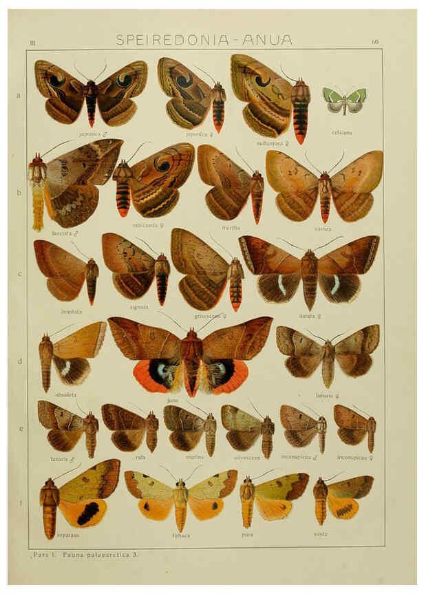 Reproducción/Reproduction 6120232538: The Macrolepidoptera of the world. v.3. plates Stuttgart,Seitz'schen (Kernen),1906-1933