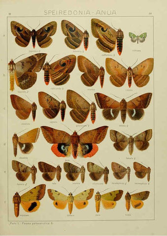 Reproducción/Reproduction 6120232538: The Macrolepidoptera of the world. v.3. plates Stuttgart,Seitz'schen (Kernen),1906-1933