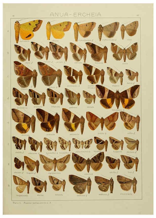 Reproducción/Reproduction 6120232736: The Macrolepidoptera of the world. v.3. plates Stuttgart,Seitz'schen (Kernen),1906-1933