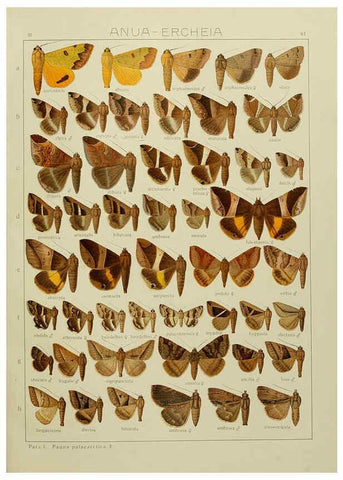 Reproducción/Reproduction 6120232736: The Macrolepidoptera of the world. v.3. plates Stuttgart,Seitz'schen (Kernen),1906-1933