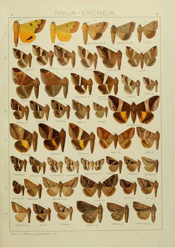 Reproducción/Reproduction 6120232736: The Macrolepidoptera of the world. v.3. plates Stuttgart,Seitz'schen (Kernen),1906-1933