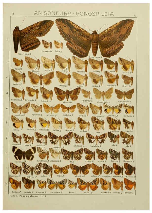 Reproducción/Reproduction 6120232992: The Macrolepidoptera of the world. v.3. plates Stuttgart,Seitz'schen (Kernen),1906-1933