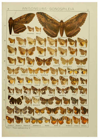 Reproducción/Reproduction 6120232992: The Macrolepidoptera of the world. v.3. plates Stuttgart,Seitz'schen (Kernen),1906-1933