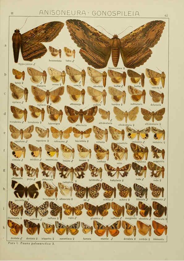 Reproducción/Reproduction 6120232992: The Macrolepidoptera of the world. v.3. plates Stuttgart,Seitz'schen (Kernen),1906-1933