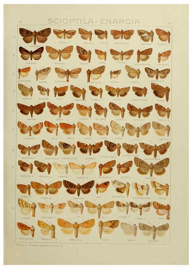 Reproducción/Reproduction 6120229978: The Macrolepidoptera of the world. v.3. plates Stuttgart,Seitz'schen (Kernen),1906-1933