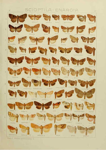 Reproducción/Reproduction 6120229978: The Macrolepidoptera of the world. v.3. plates Stuttgart,Seitz'schen (Kernen),1906-1933