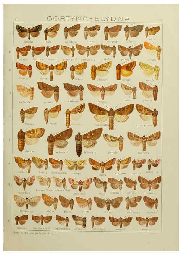 Reproducción/Reproduction 6119686261: The Macrolepidoptera of the world. v.3. plates Stuttgart,Seitz'schen (Kernen),1906-1933