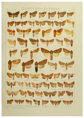 Reproducción/Reproduction 6119686261: The Macrolepidoptera of the world. v.3. plates Stuttgart,Seitz'schen (Kernen),1906-1933