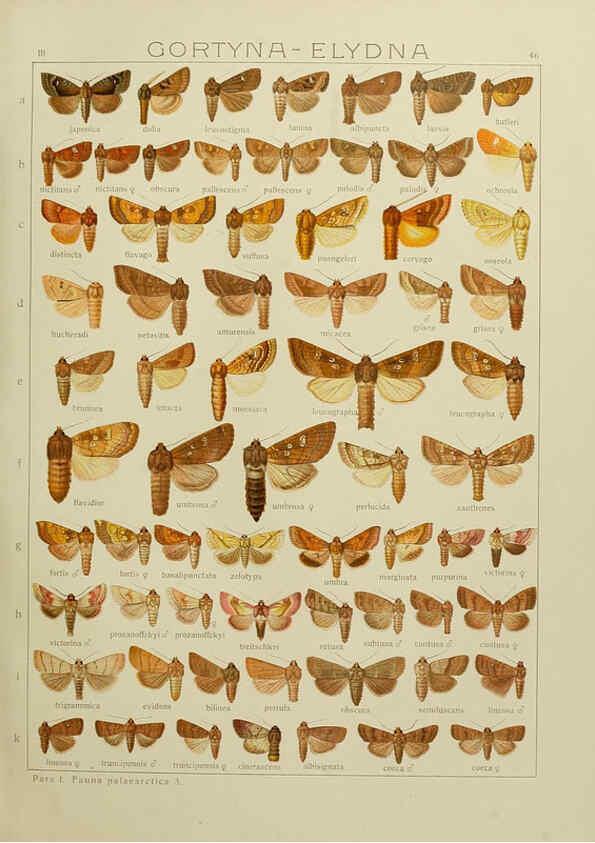 Reproducción/Reproduction 6119686261: The Macrolepidoptera of the world. v.3. plates Stuttgart,Seitz'schen (Kernen),1906-1933