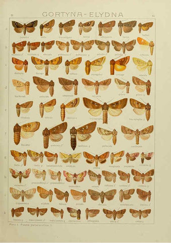 Reproducción/Reproduction 6119686261: The Macrolepidoptera of the world. v.3. plates Stuttgart,Seitz'schen (Kernen),1906-1933