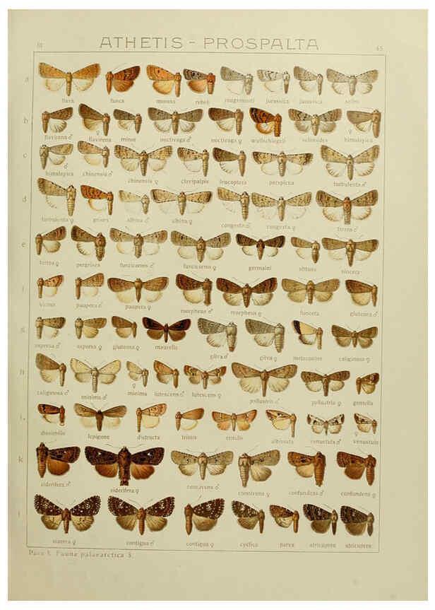Reproducción/Reproduction 6120229668: The Macrolepidoptera of the world. v.3. plates Stuttgart,Seitz'schen (Kernen),1906-1933