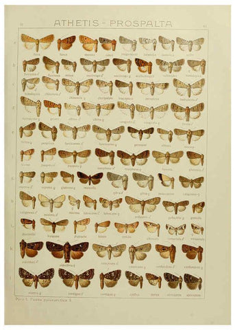 Reproducción/Reproduction 6120229668: The Macrolepidoptera of the world. v.3. plates Stuttgart,Seitz'schen (Kernen),1906-1933