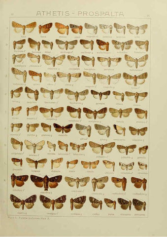 Reproducción/Reproduction 6120229668: The Macrolepidoptera of the world. v.3. plates Stuttgart,Seitz'schen (Kernen),1906-1933