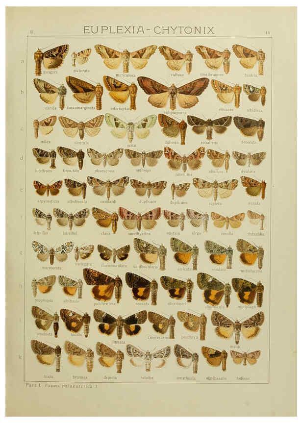 Reproducción/Reproduction 6119685871: The Macrolepidoptera of the world. v.3. plates Stuttgart,Seitz'schen (Kernen),1906-1933
