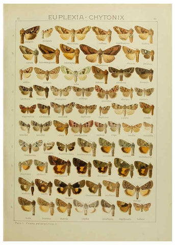 Reproducción/Reproduction 6119685871: The Macrolepidoptera of the world. v.3. plates Stuttgart,Seitz'schen (Kernen),1906-1933