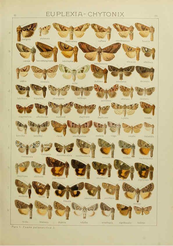 Reproducción/Reproduction 6119685871: The Macrolepidoptera of the world. v.3. plates Stuttgart,Seitz'schen (Kernen),1906-1933