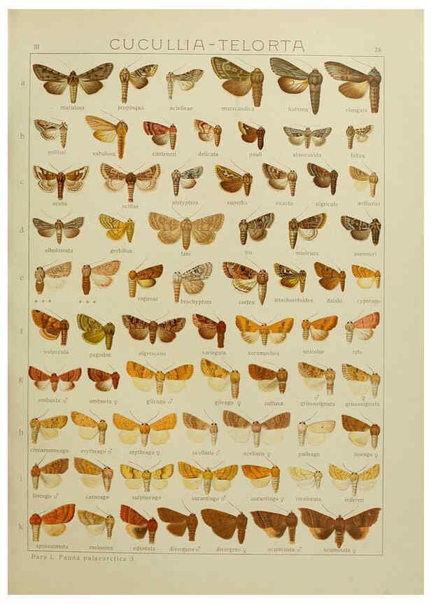 Reproducción/Reproduction 6120226536: The Macrolepidoptera of the world. v.3. plates Stuttgart,Seitz'schen (Kernen),1906-1933