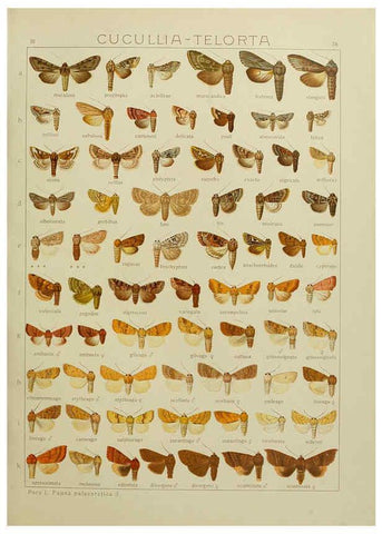 Reproducción/Reproduction 6120226536: The Macrolepidoptera of the world. v.3. plates Stuttgart,Seitz'schen (Kernen),1906-1933