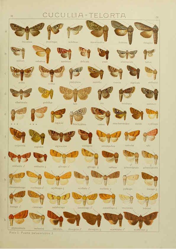 Reproducción/Reproduction 6120226536: The Macrolepidoptera of the world. v.3. plates Stuttgart,Seitz'schen (Kernen),1906-1933