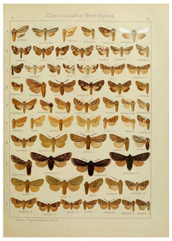 Reproducción/Reproduction 6119683227: The Macrolepidoptera of the world. v.3. plates Stuttgart,Seitz'schen (Kernen),1906-1933
