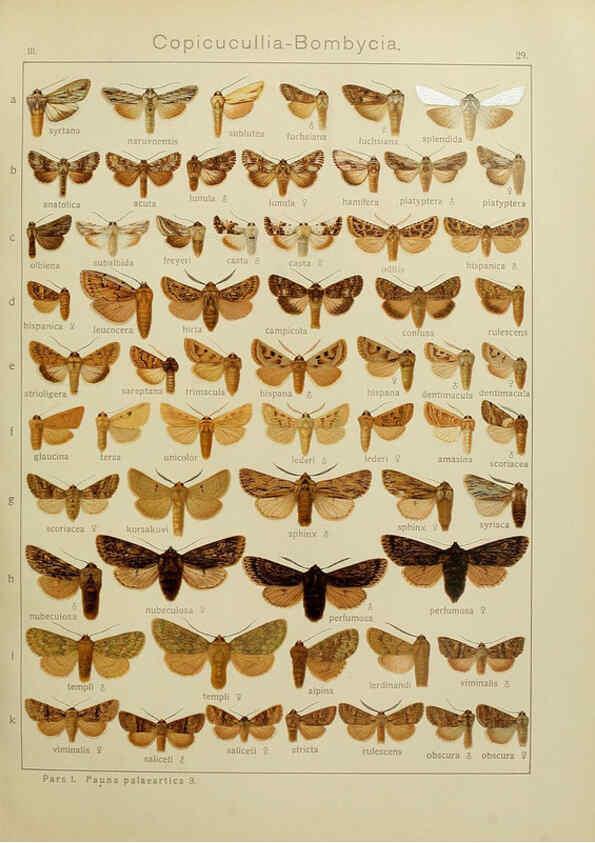 Reproducción/Reproduction 6119683227: The Macrolepidoptera of the world. v.3. plates Stuttgart,Seitz'schen (Kernen),1906-1933