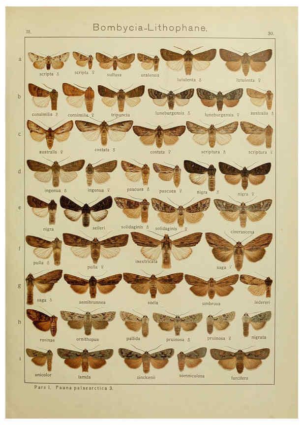 Reproducción/Reproduction 6119683355: The Macrolepidoptera of the world. v.3. plates Stuttgart,Seitz'schen (Kernen),1906-1933
