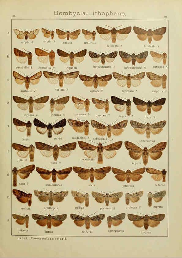 Reproducción/Reproduction 6119683355: The Macrolepidoptera of the world. v.3. plates Stuttgart,Seitz'schen (Kernen),1906-1933