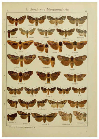 Reproducción/Reproduction 6119683513: The Macrolepidoptera of the world. v.3. plates Stuttgart,Seitz'schen (Kernen),1906-1933