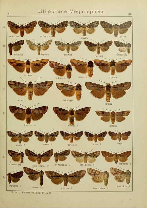 Reproducción/Reproduction 6119683513: The Macrolepidoptera of the world. v.3. plates Stuttgart,Seitz'schen (Kernen),1906-1933