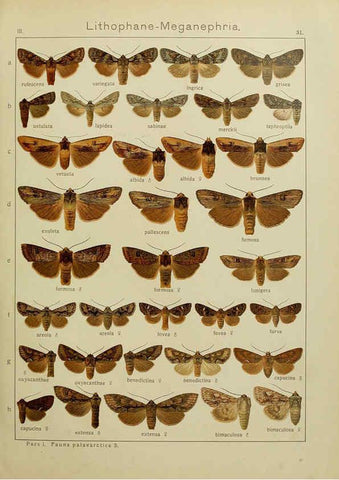 Reproducción/Reproduction 6119683513: The Macrolepidoptera of the world. v.3. plates Stuttgart,Seitz'schen (Kernen),1906-1933