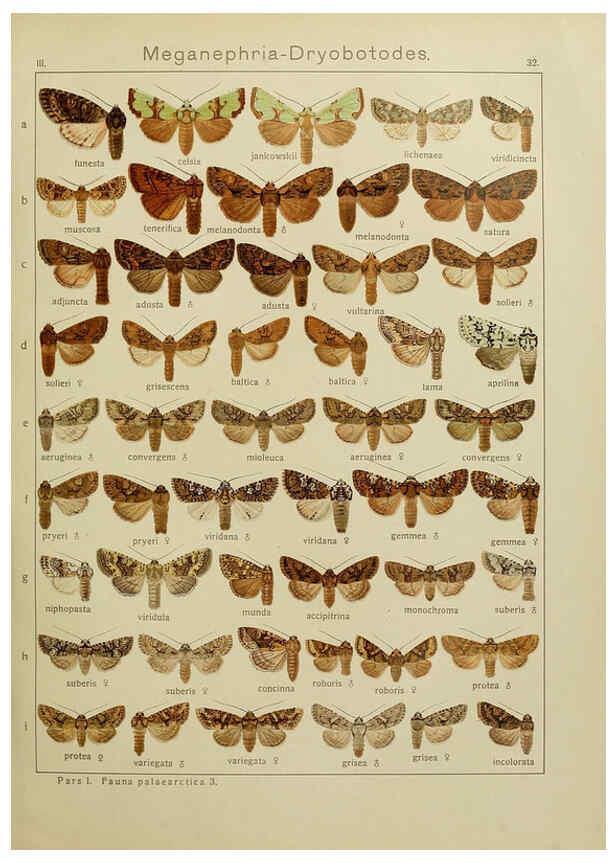 Reproducción/Reproduction 6119683733: The Macrolepidoptera of the world. v.3. plates Stuttgart,Seitz'schen (Kernen),1906-1933