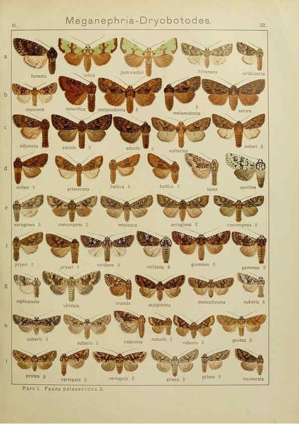 Reproducción/Reproduction 6119683733: The Macrolepidoptera of the world. v.3. plates Stuttgart,Seitz'schen (Kernen),1906-1933