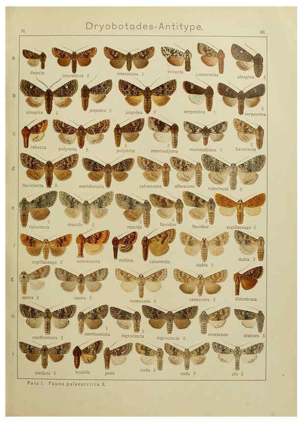 Reproducción/Reproduction 6119683905: The Macrolepidoptera of the world. v.3. plates Stuttgart,Seitz'schen (Kernen),1906-1933
