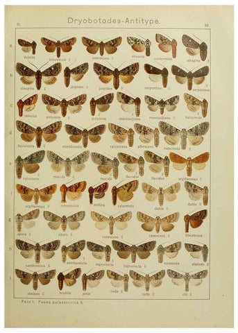 Reproducción/Reproduction 6119683905: The Macrolepidoptera of the world. v.3. plates Stuttgart,Seitz'schen (Kernen),1906-1933