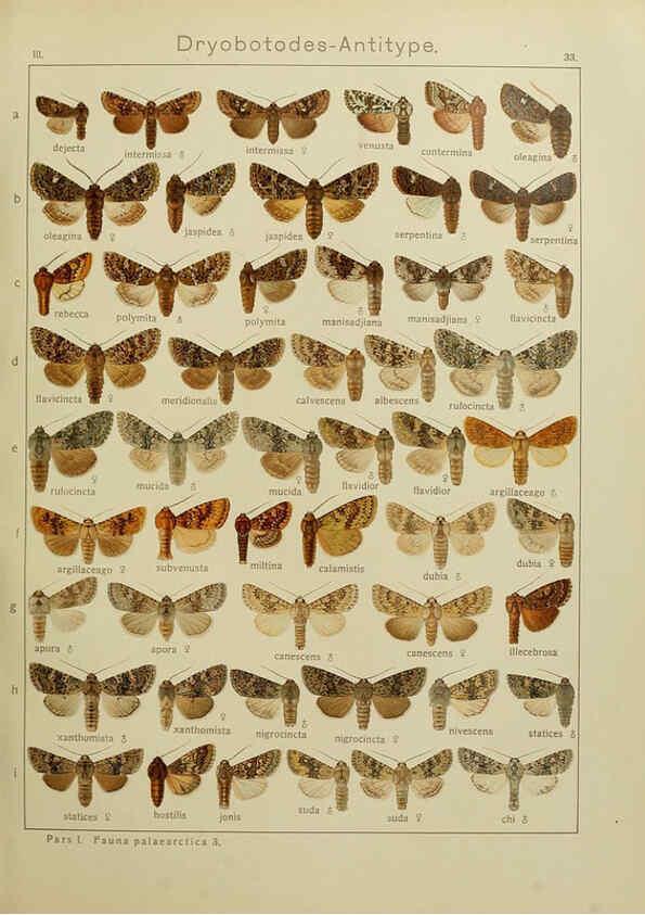 Reproducción/Reproduction 6119683905: The Macrolepidoptera of the world. v.3. plates Stuttgart,Seitz'schen (Kernen),1906-1933