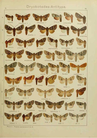 Reproducción/Reproduction 6119683905: The Macrolepidoptera of the world. v.3. plates Stuttgart,Seitz'schen (Kernen),1906-1933